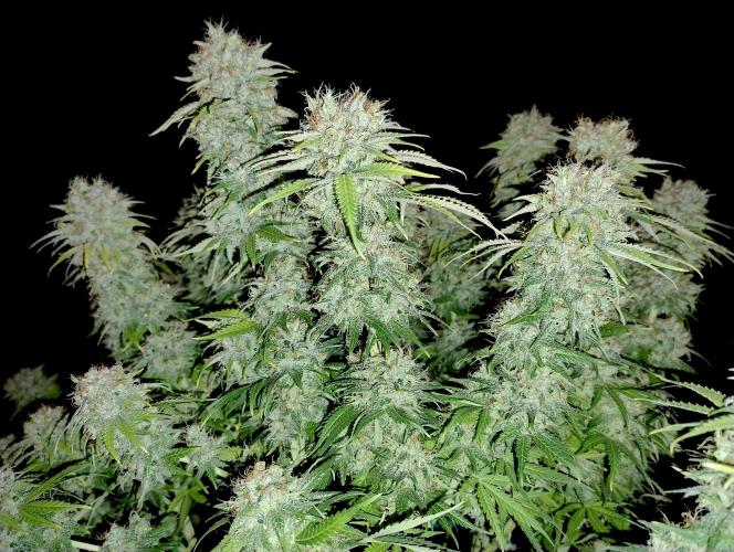 Skunk #11 - Dutch Passion. Week 11 - Picture with flash enabled.