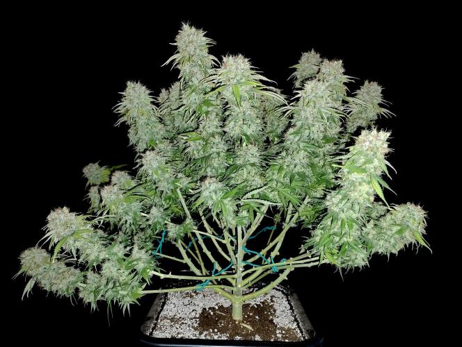 Skunk #11 - Dutch Passion. Week 11 - Picture with flash enabled.