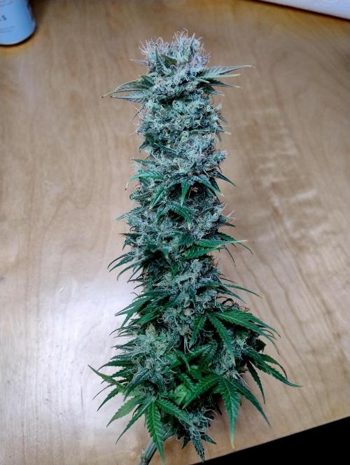 Skunk #11 - Dutch Passion. Week 11 - Single bud about to be trimmed.