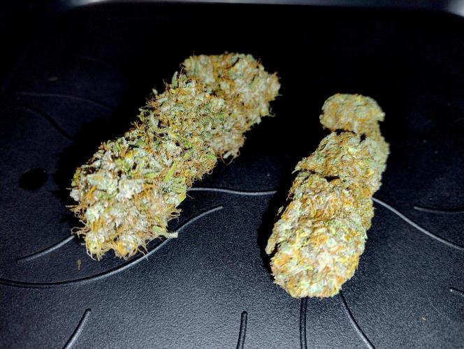 Skunk #11 - Dutch Passion. Week 11 - Natural bud and vac-sealed bud side-by-side.