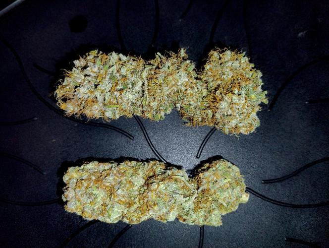 Skunk #11 - Dutch Passion. Week 11 - Natural bud and vac-sealed bud side-by-side