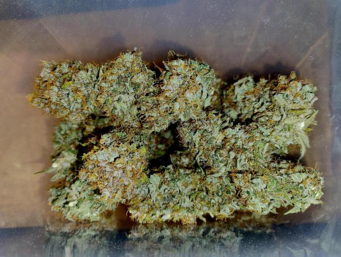 Skunk #11 - Dutch Passion. Week 11 - Some buds