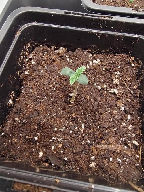 Slush Mint Cake - Dutch Passion. Week 0 - Cuuute!