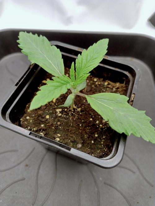 Slush Mint Cake - Dutch Passion. Week 0 - One week after breaking soil.