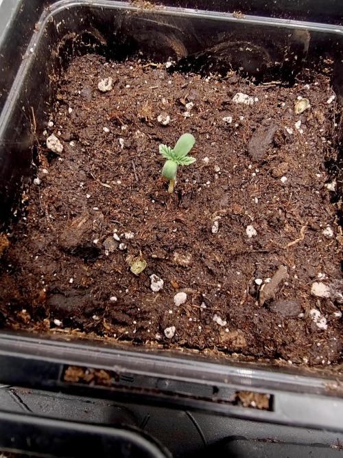 Sour Fruit Tartare F1 #8 - Dutch Passion. Week 0 - 😍