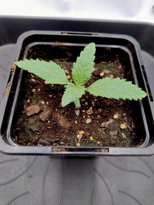 Sour Fruit Tartare F1 #8 - Dutch Passion. Week 0 - ~6 Days old after breaching soil surface.