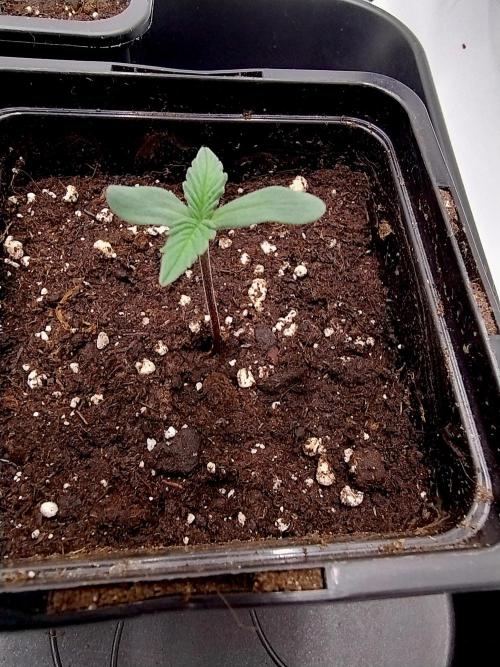 Chemdog - Greenhouse Seed Co.. Week 0