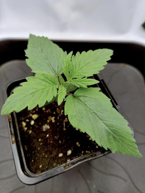 Chemdog - Greenhouse Seed Co.. Week 0 - One week after breaching soil surface.