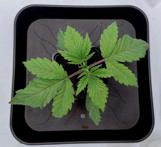 Sour Fruit Tartare F1 #8 - Dutch Passion. Week 1 - 1) Before repotting.