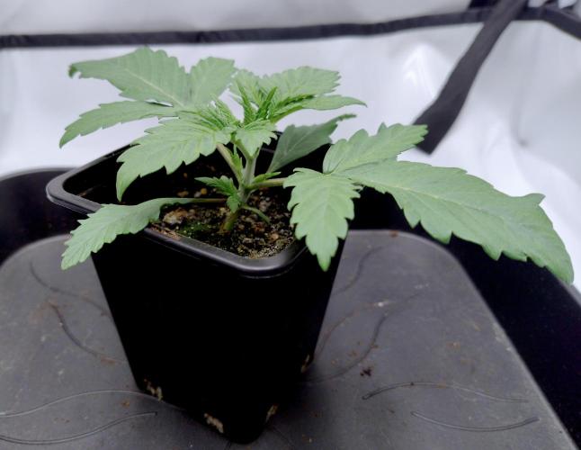 Sour Fruit Tartare F1 #8 - Dutch Passion. Week 1 - 2) Side view before repotting.