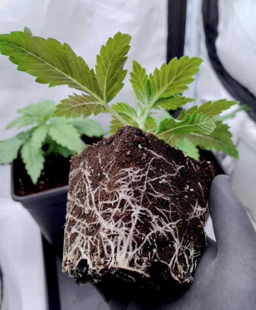 Sour Fruit Tartare F1 #8 - Dutch Passion. Week 1 - 4) ROOTS (colours under leafs not as visible with light shining through)