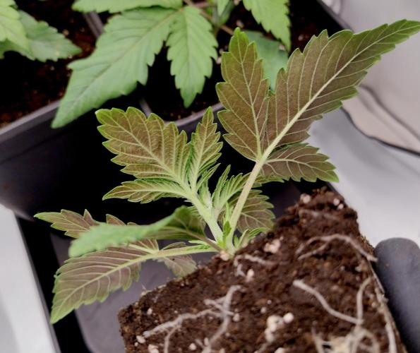 Sour Fruit Tartare F1 #8 - Dutch Passion. Week 1 - 5) Lovely colours!