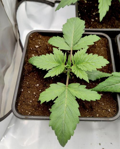 Sour Fruit Tartare F1 #8 - Dutch Passion. Week 1 - 7) SFT8  After repotting.