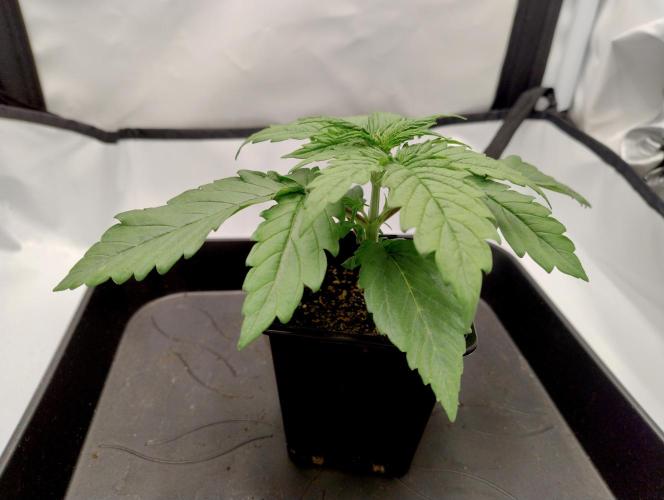 Chemdog - Greenhouse Seed Co.. Week 1 - 1)Before repot.