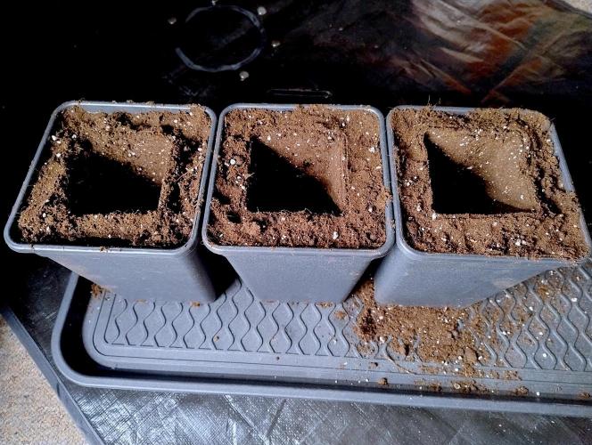 Chemdog - Greenhouse Seed Co.. Week 1 - 3)Pots ready!