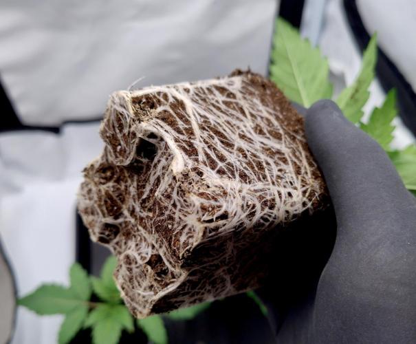 Chemdog - Greenhouse Seed Co.. Week 1 - 4)Roots!