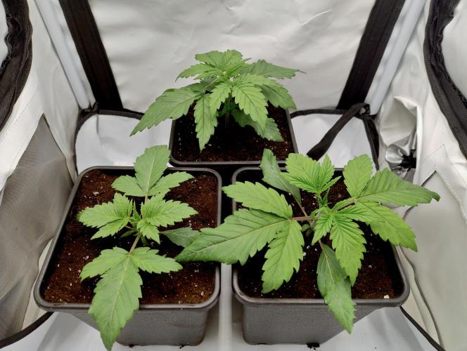 Chemdog - Greenhouse Seed Co.. Week 1 - 6)All the girls