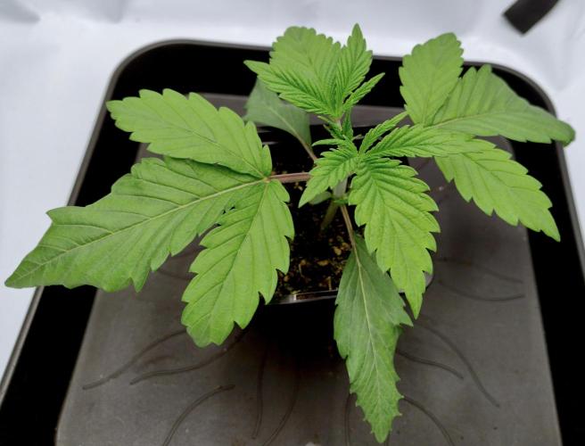 Slush Mint Cake - Dutch Passion. Week 1 - 1)Before repot.