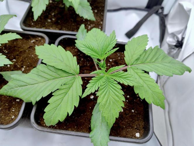 Slush Mint Cake - Dutch Passion. Week 1 - 5)After repot.