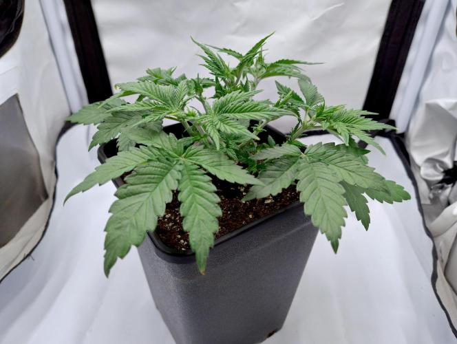 Sour Fruit Tartare F1 #8 - Dutch Passion. Week 2