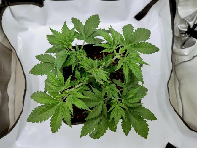 Sour Fruit Tartare F1 #8 - Dutch Passion. Week 2