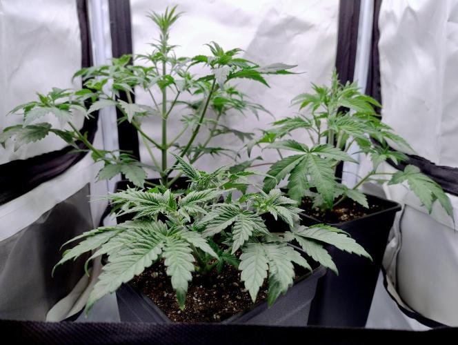 Sour Fruit Tartare F1 #8 - Dutch Passion. Week 2 - SFT#8 in front
Behind her are L-R: "GH Chemdog" and "DPassion Slush Mint Cake"