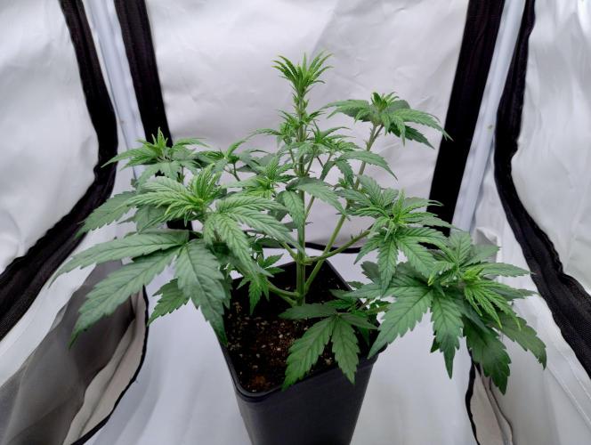 Chemdog - Greenhouse Seed Co.. Week 2