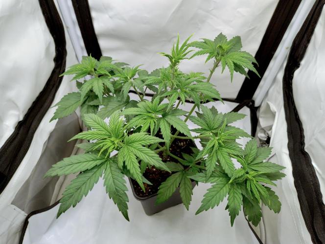 Chemdog - Greenhouse Seed Co.. Week 2