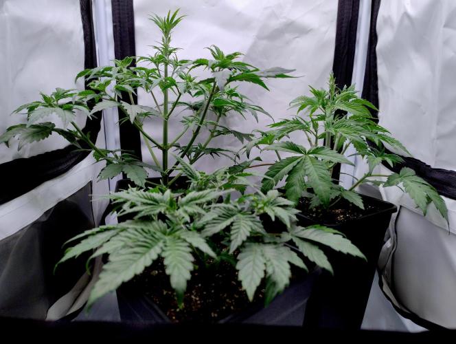 Chemdog - Greenhouse Seed Co.. Week 2 - Chemdog top left