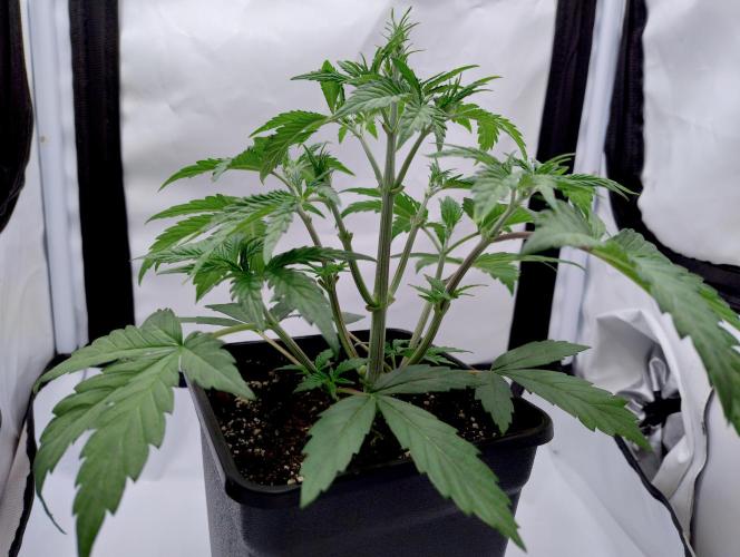 Slush Mint Cake - Dutch Passion. Week 2