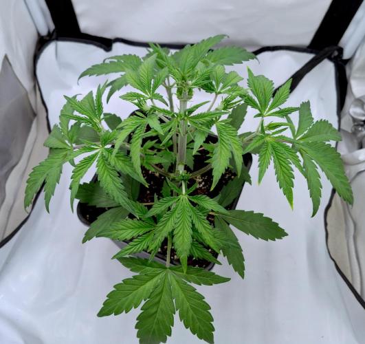 Slush Mint Cake - Dutch Passion. Week 2