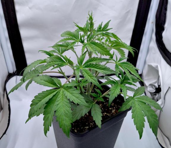 Slush Mint Cake - Dutch Passion. Week 2