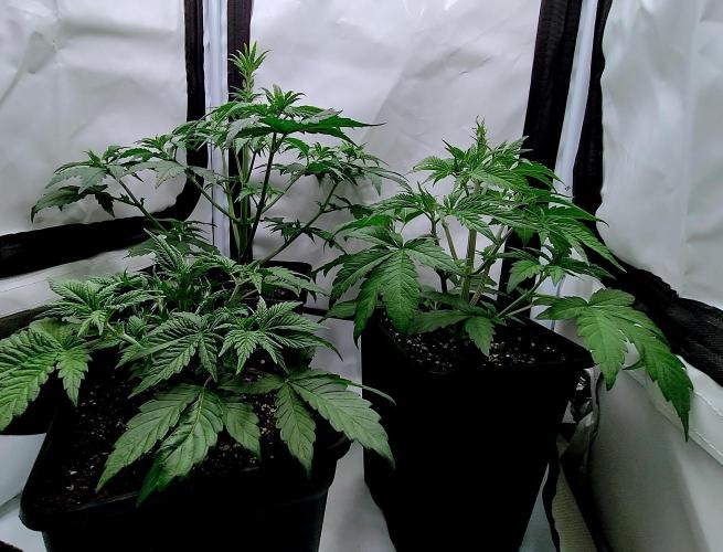 Slush Mint Cake - Dutch Passion. Week 2 - [Wide angle shot] Slush Mint Cake on the right