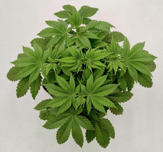 Sour Fruit Tartare F1 #8 - Dutch Passion. Week 3 - Before transplantation.