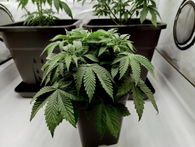 Sour Fruit Tartare F1 #8 - Dutch Passion. Week 3 - Before transplantation.