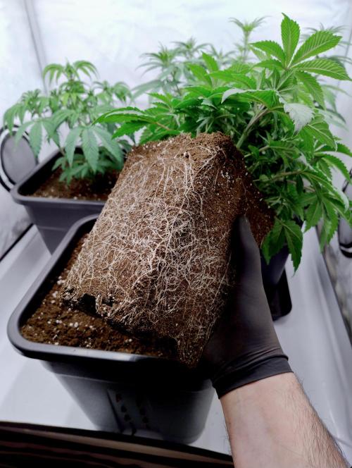 Sour Fruit Tartare F1 #8 - Dutch Passion. Week 3 - Good roots for her petite size!