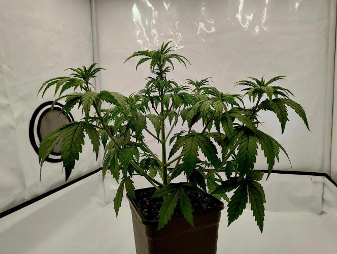Chemdog - Greenhouse Seed Co.. Week 3 - Before transplantation.