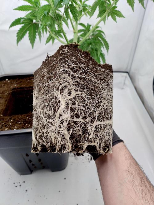 Chemdog - Greenhouse Seed Co.. Week 3 - A liiiiittle advanced.(But still fine)