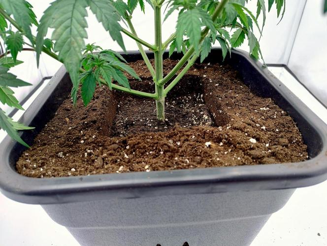 Chemdog - Greenhouse Seed Co.. Week 3 - Love the technique with a same sized pot as spacer!
