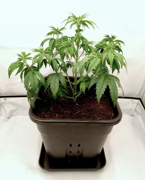 Chemdog - Greenhouse Seed Co.. Week 3 - A little droopy after watering, but she recovered right after!