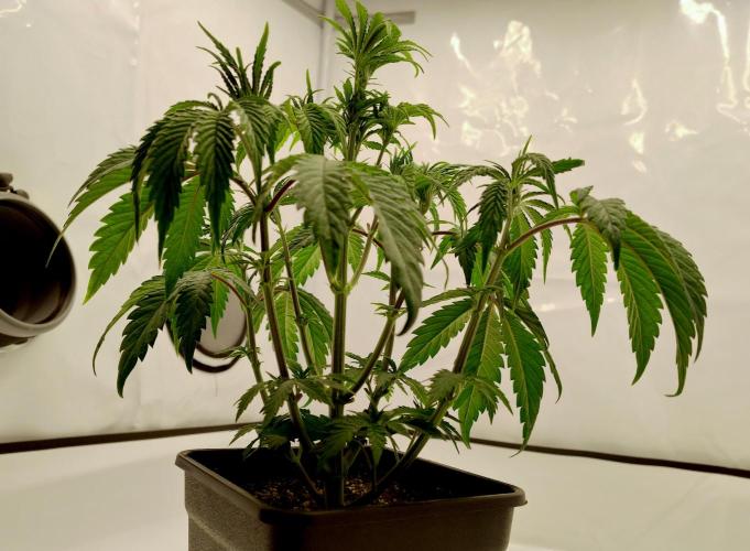 Slush Mint Cake - Dutch Passion. Week 3 - Before transplantation.