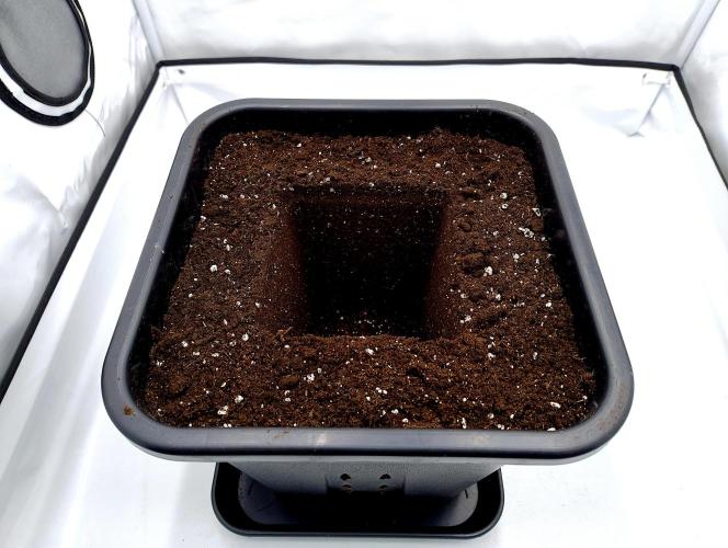 Slush Mint Cake - Dutch Passion. Week 3 - Prepared pot with identical-pot-shaped hole.
