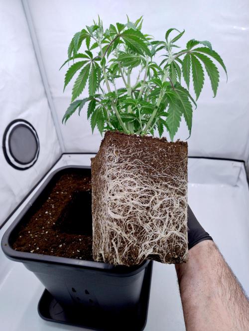 Slush Mint Cake - Dutch Passion. Week 3 - Love these roots!