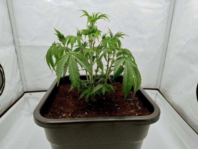 Slush Mint Cake - Dutch Passion. Week 3 - A little droopy from watering. (Fixed by no further watering for a few days)