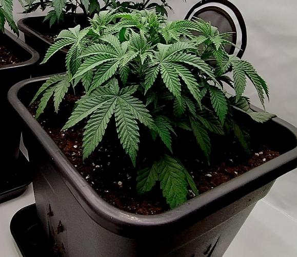 Sour Fruit Tartare F1 #8 - Dutch Passion. Week 4 - Bad camera.. before D-Day.