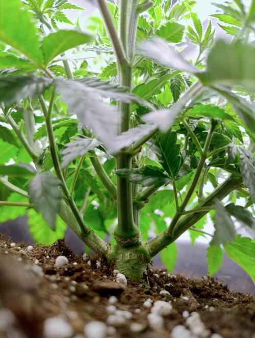Sour Fruit Tartare F1 #8 - Dutch Passion. Week 4 - Shoved my phone into the bush.