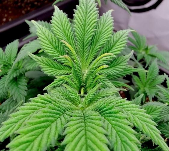 Sour Fruit Tartare F1 #8 - Dutch Passion. Week 4 - Interesting colours on leaf tips!