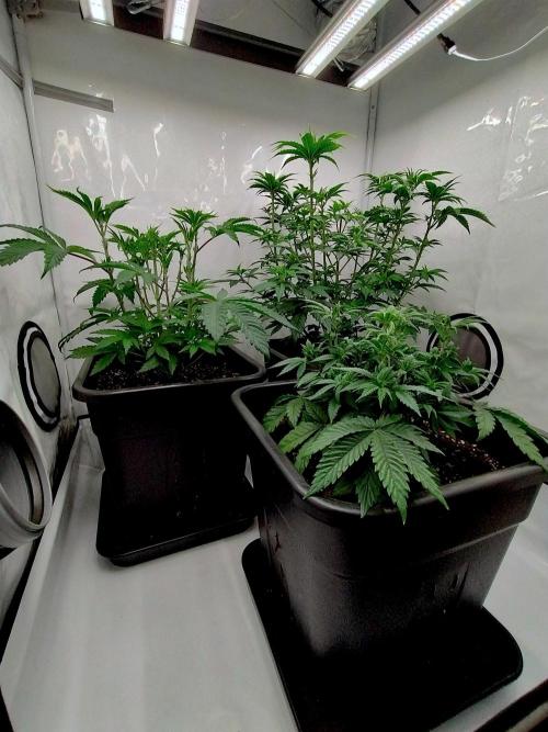 Sour Fruit Tartare F1 #8 - Dutch Passion. Week 4 - All three waiting for 1212. (SFT in the front)
