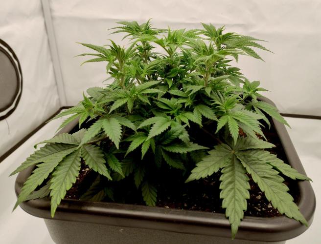 Sour Fruit Tartare F1 #8 - Dutch Passion. Week 4 - A day or two after defoliation.(Before getting topped)