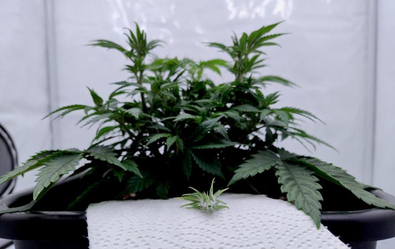 Sour Fruit Tartare F1 #8 - Dutch Passion. Week 4 - Topped!